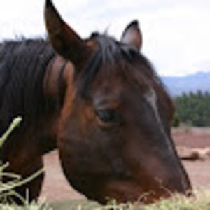 Meet your Posher, Debi